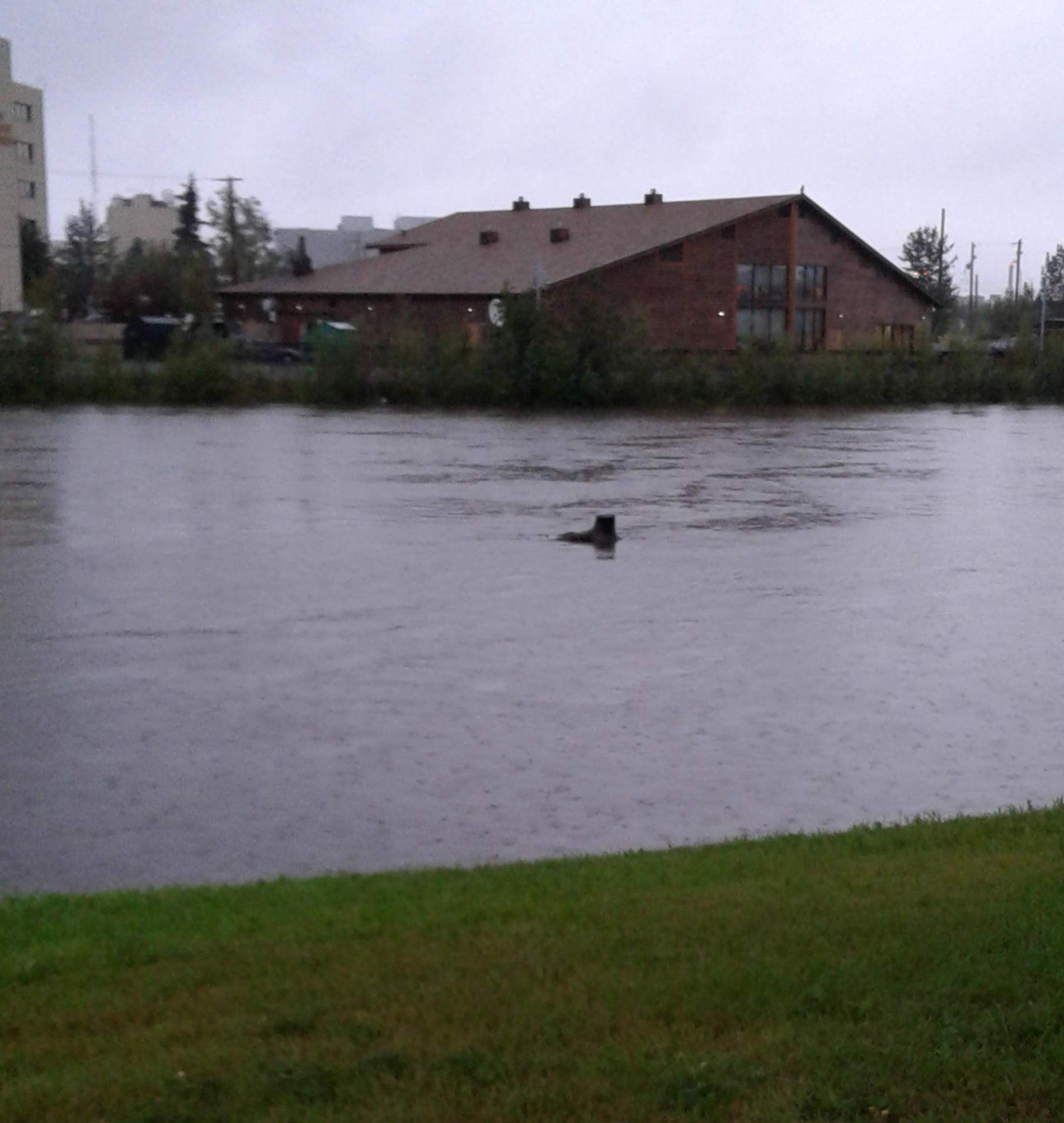 Photo of the rain swollen Chena River running near its banks in downtown Fairbanks, Alaska, in July 2016, with a log drifting by